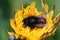 Closeup on a black female horned mason bee Osmia cornuta inside a yellow dandelion flower