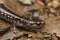 Closeup on the black form of the Western red-backed salamander, Plethodon vehiculum, sitting on the road