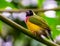 Closeup of a black headed gouldian finch, colorful tropical bird specie from Australia