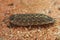 Closeup on the black headed woudlouse, Porcellio spinicornis