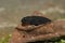 Closeup on a black juvenile of the critically endangered Japanese Anderson's salamander, Echinotriton andersoni