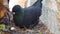 Closeup of a black king pigeon with eggs building a nest, birds breeding season and behavior