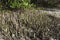 Closeup black mangrove pneumatophores at low tide