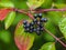 Closeup of black nannyberries Viburnum lentago