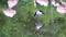 Closeup of a black necked stilt standing in the water and preening its feathers, tropical wading bird from America