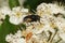 Closeup on a black and orange colored noon fly, Mesembrina meridiana, sitting on a white hawthorn flower