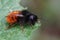 Closeup on a black and orange fluffy female, European orchard mason solitary bee, Osmia cornuta