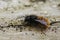 Closeup on a black and orange fluffy male, European orchard mason solitary bee, Osmia cornuta