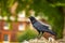 Closeup of the black pied raven (Corvus corax varius morpha leucophaeus) perched on the rock