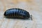 Closeup on a black pill millipede Glomeris marginata, resembling a woodlouse