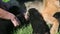 Closeup black puppies drink mother milk from adult german shepherd dog