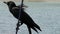 Closeup black raven sits on hawser on background of sea water in Indonesia