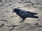 Closeup of black raven walking on a sandy beach