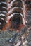 Closeup of black and red Millipedes crawling on a stone with a blurry background