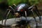 A closeup of a black and red spider on a rock, genetically modified robotic black widow spider, AI Generated