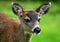 Closeup on Black tailed deer fawn