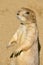 Closeup Black-tailed Prairie Dog