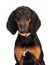 Closeup Black and Tan Coonhound Dog