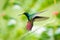 Closeup of Black-throated Mango hummingbird caught in flight with tail flared