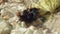 Closeup of black urchin sitting on rock on the sea beach. Dangerous marine animal