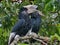 Closeup of black-and-white-casqued hornbills perching on wood