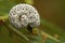 Closeup on the black white caterpillar of the figwort sawfly, Tenthredo scophulariae