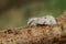 Closeup on the black and white colored miller owlet moth, Acronicta leporina