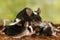Closeup black and white decorative mouse breastfeed the offspring on green leaves background