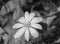 Closeup of a Black and White Image of a Bloodroot Flower