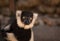 Closeup of a black-and-white ruffed lemur (Varecia variegata)