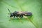 Closeup on a black and white striped plant parasite sawfly, Tenthredo koehleri sitting on a green leaf