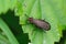 Closeup on a black winged snail killing fly, Coremacera marginata sitting on a green leaf