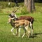 Closeup of Blackbuck Male and Female