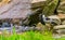 Closeup of a blacksmith lapwing standing at the water side, tropical bird specie from Africa