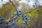 Closeup blackthorn berries on a branch