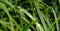 Closeup of a blade of grass with raindrops on it, after the rain