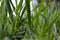 Closeup of blades of green grass.