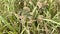 Closeup of bleak green bristlegrass plants in the wild autumn field