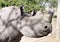 Closeup of a blind eye of Rhino kept at orphanage at Ol Pejeta