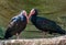 Closeup of a blind northern bald ibis couple, Endangered bird specie from Africa