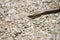 closeup of a blindworm on a gravel road