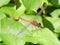 Closeup blood-red darter, Sympetrum sanguineum