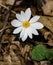 A Closeup of a  Bloodroot Wildflower on the Forest Floor