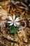 A Closeup of a  Bloodroot Wildflower on the Forest Floor