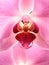 Closeup of bloom pink orchid flower