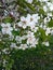 Closeup of a bloomed cherry (Cerasus, Prunus) tree flowers in a garden