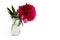 Closeup bloomed peony leaves vase white background