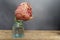 Closeup bloomed tulip angelique in tiny glass vase on grey background