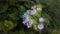 Closeup of blooming ageratum conyzoides covered in raindrops in a field with a blurry background