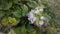 Closeup of blooming ageratum conyzoides covered in raindrops in a field with a blurry background